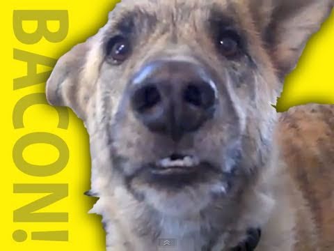 A dog in a funny online video